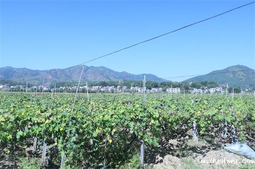 1667370463813171.jpg IMG_0247.jpg